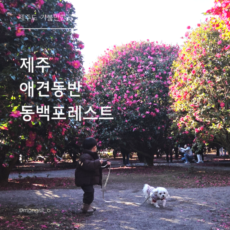  동백포레스트 개화 &입장료 애견동반 | 제주 겨울 여행 명소