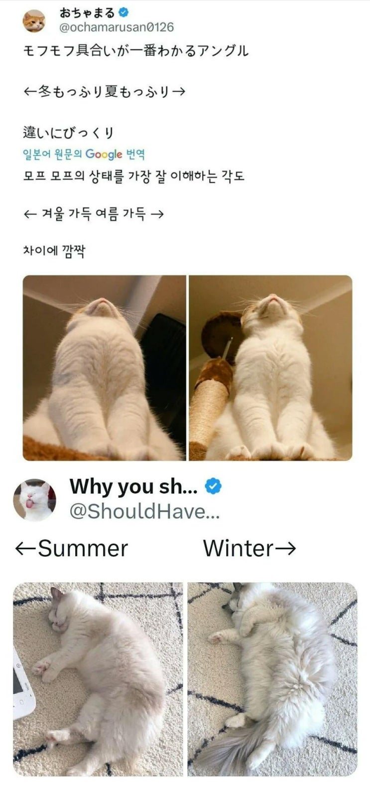  고양이 계절별 털찜 차이.jpg