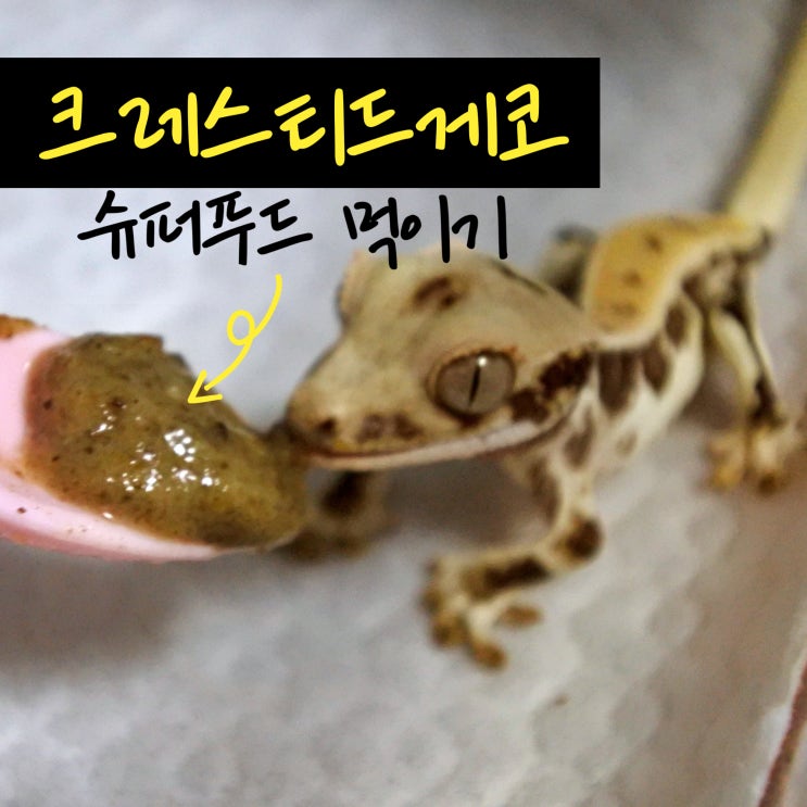  크레스티드게코 사료 토리멀밥 슈퍼푸드 직접 먹여본 도마뱀집사의 후기