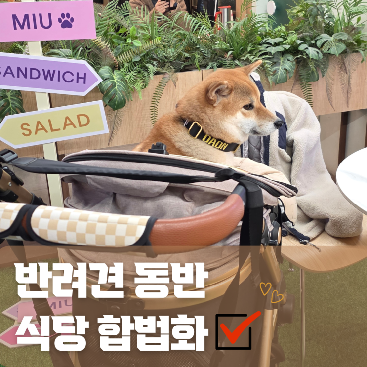  2026년 3월, 반려견 동반 식당 합법화 | 개·고양이와 외식하는 시대가 열린다