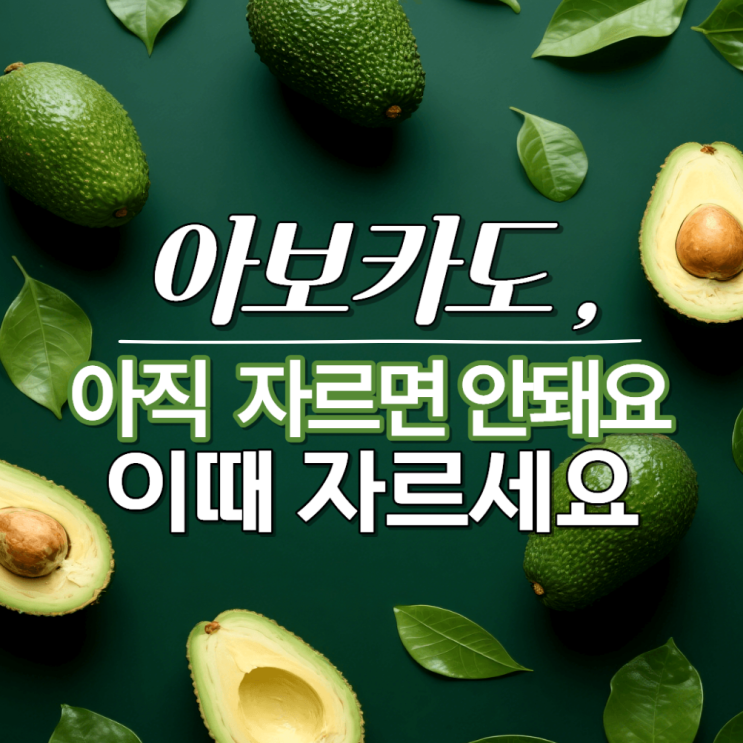  아보카도, 아직 자르면 안돼요 이때 자르세요