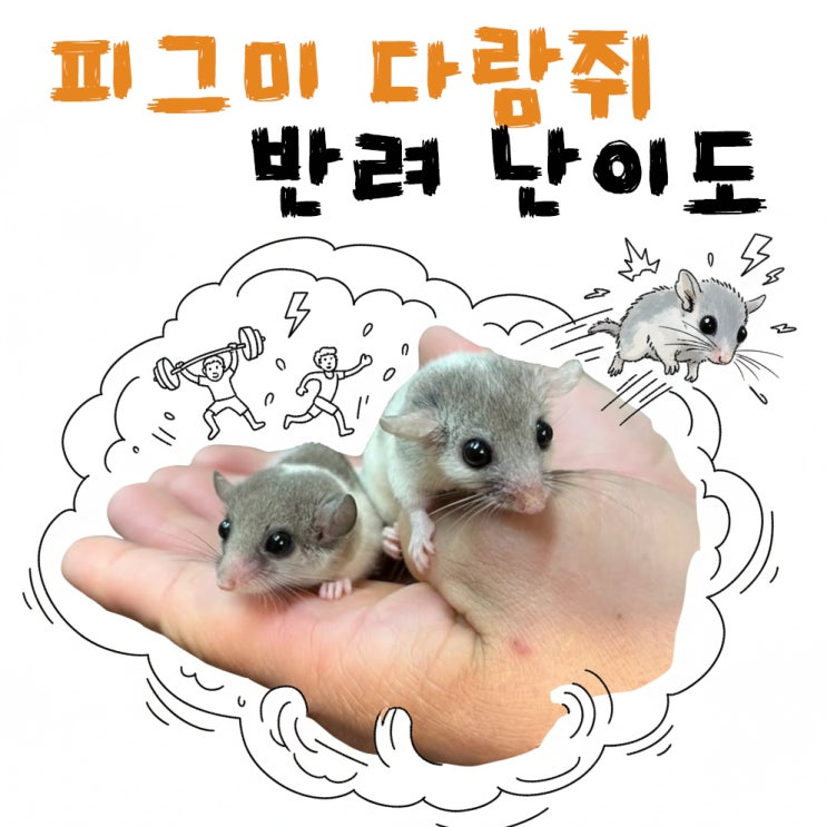  피그미다람쥐 이래도키울래? 반려난이도 최상인 이유 5가지