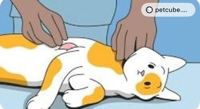 집사가 정리한 고양이 비만세포종의 모든 것(비용 포함)