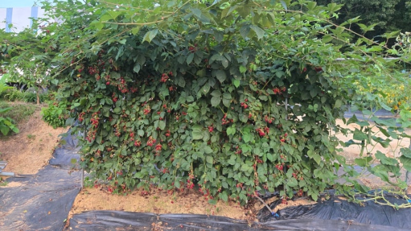우리 집 건강 파수꾼 '슈퍼 복분자(블랙베리)', 혈압 조절과 피로 회복의 비결!
