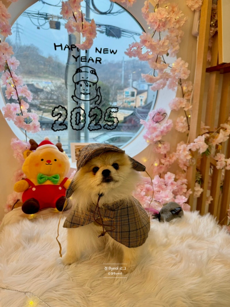 [전북 군산] 강아지랑 편하게 묵은 숙소 / 호텔 나운 / 군산 애견동반 호텔