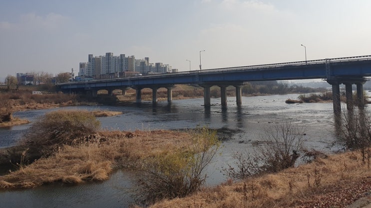  식물  초보 추천 식물 TOP 5 및 관리 꿀팁