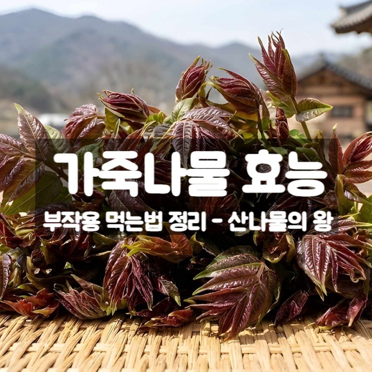  가죽나물 효능 부작용 먹는법 – 참죽나무의 어린순
