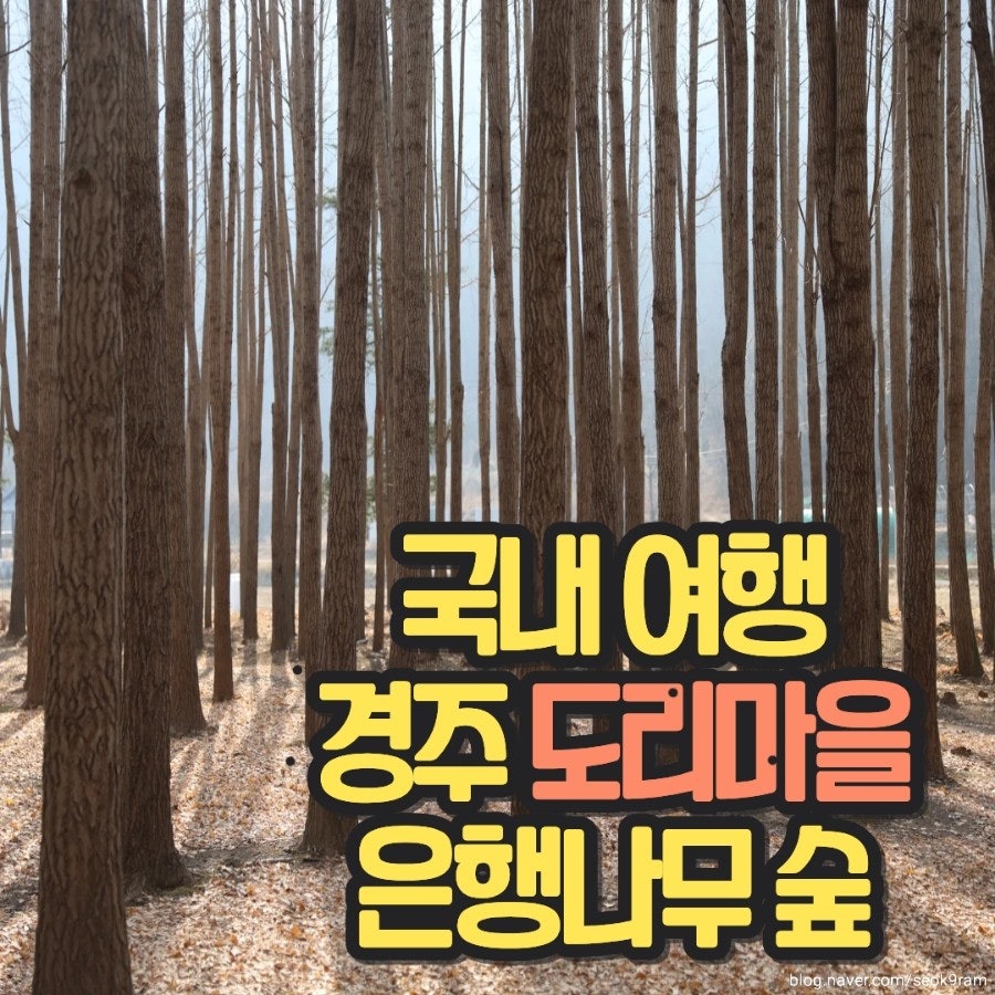 도리마을 은행나무숲 사진 1
