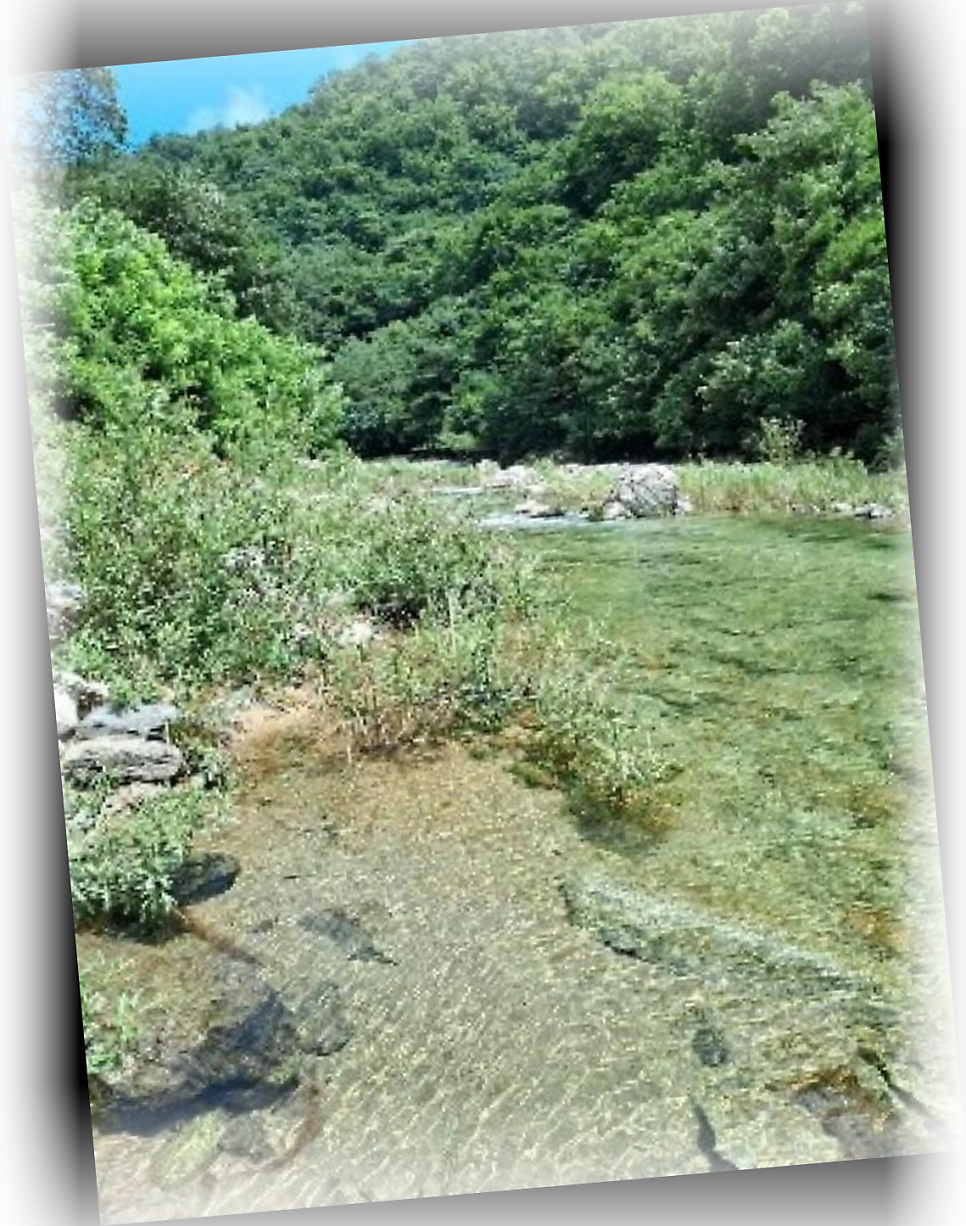 Mujigaeneomeo photo 3