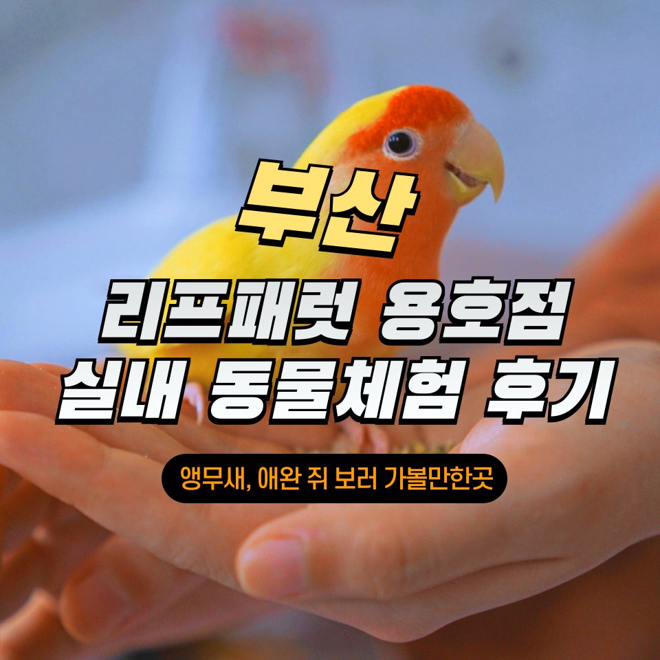 리프패럿 용호점 사진