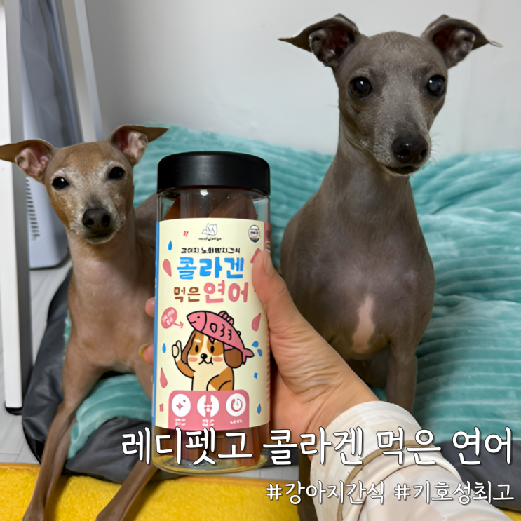  강아지 간식 중 기호성 최고? [레디펫고 콜라겐 먹은 연어] 솔직 후기