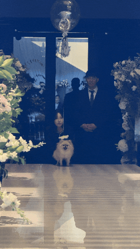 결혼식 강아지 화동 풍선 파티하는지야에서 준비했어요