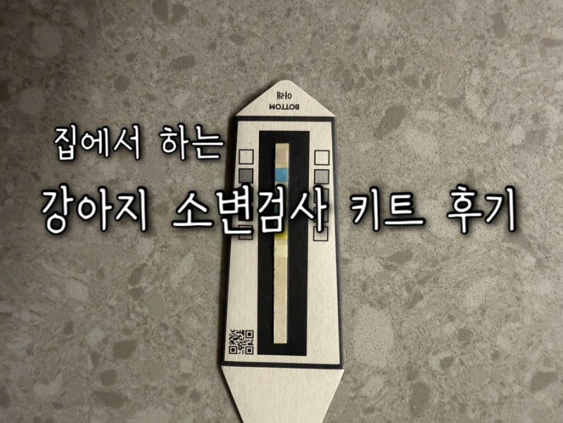 집에서 하는 강아지 소변검사 키트 후기｜Cym702 Pet 사용법 & 결과 후기