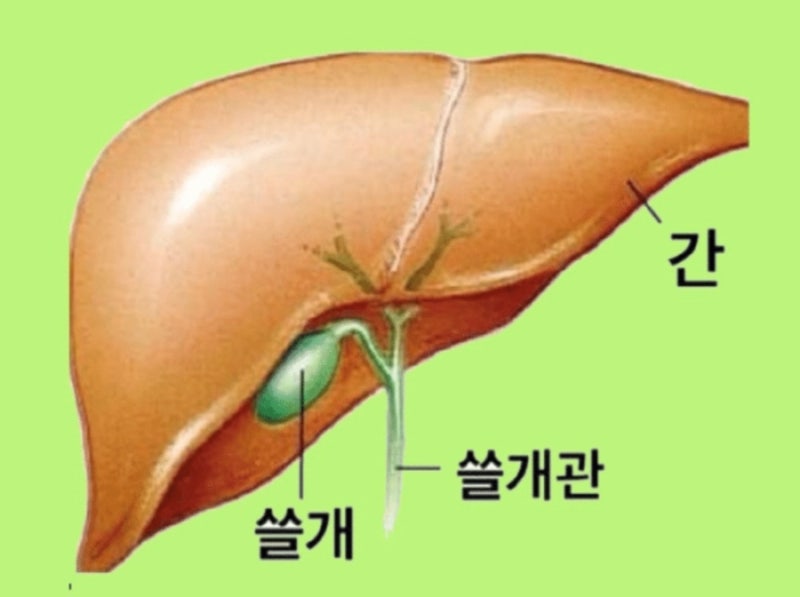 담즙부족과 담즙정체