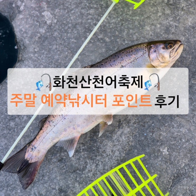  화천산천어축제 주말 오픈런 예약낚시터 포인트 꿀팁 수중영상 후기