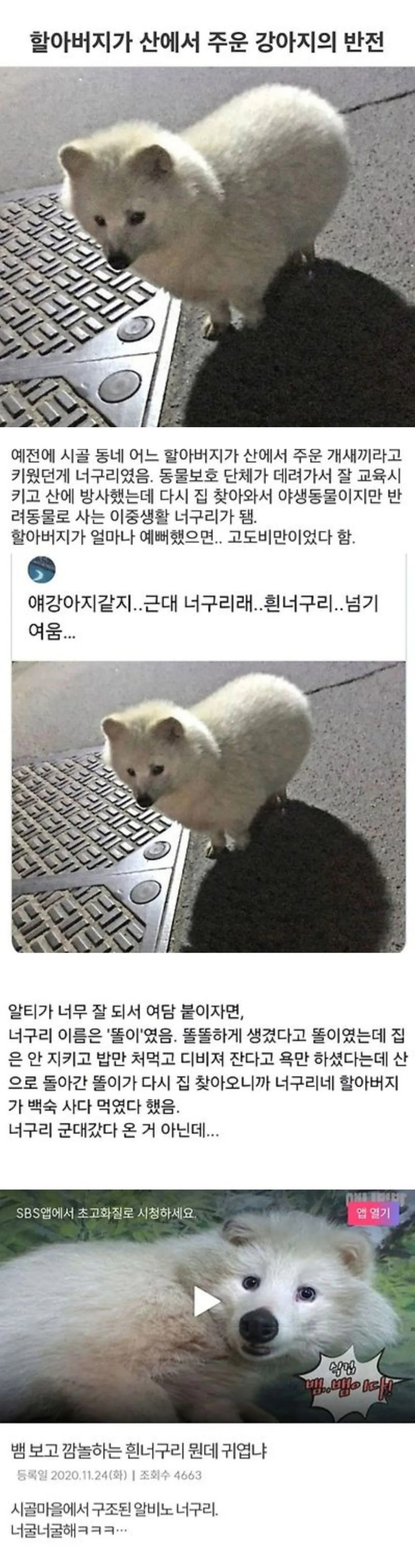  할아버지가 산에서 주워 키운 강아지의 반전