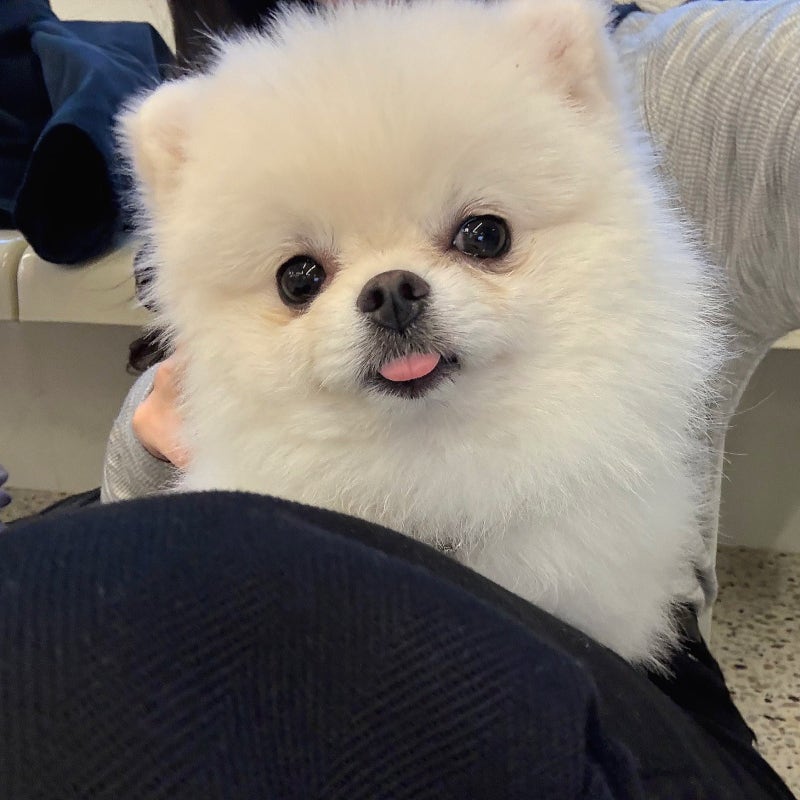멍돌핀 애견카페