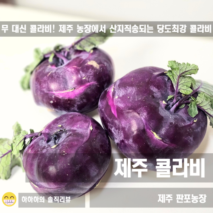  콜라비요리, 무보다 더 단 겨울 판포농장 제주콜라비 보관방법