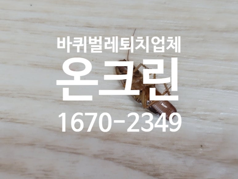 알집 사진 1