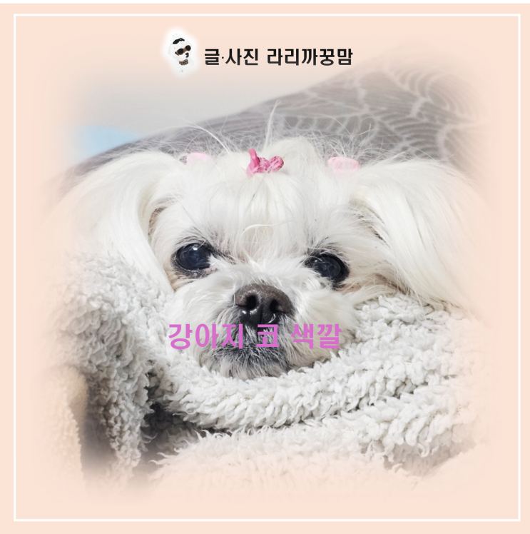  강아지 코 색깔로 보는 우리 아이 심리 상태와 건강 시그널