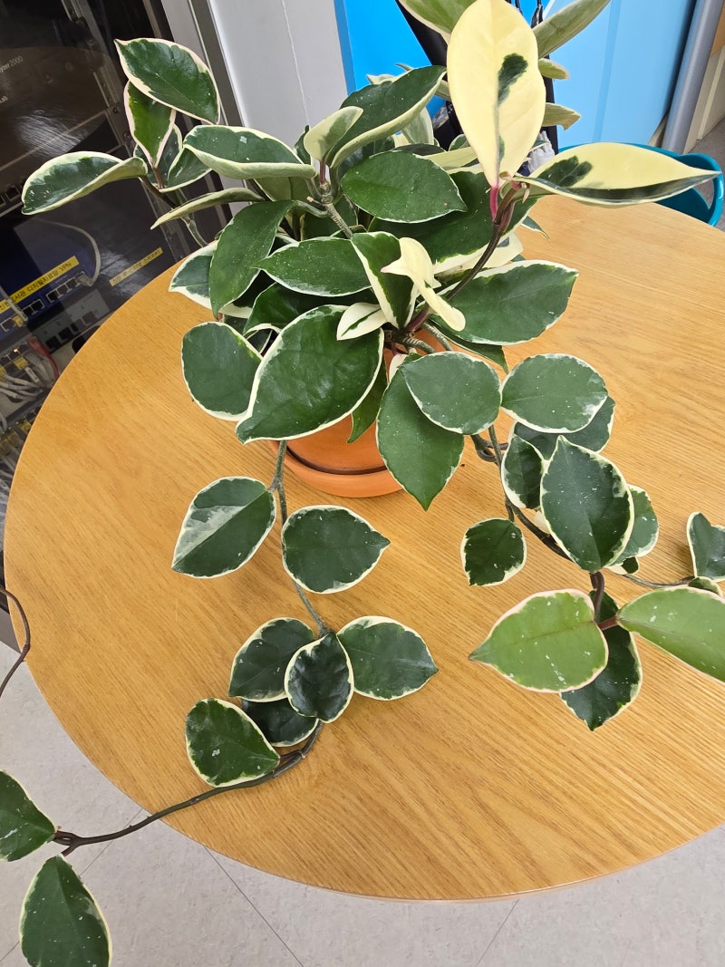 호야의 특징, 키우는 방법, 실내조경, 건강에 미치는 영향에 대하여
