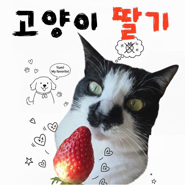  강아지 딸기, 고양이도 똑같이 반응할까?