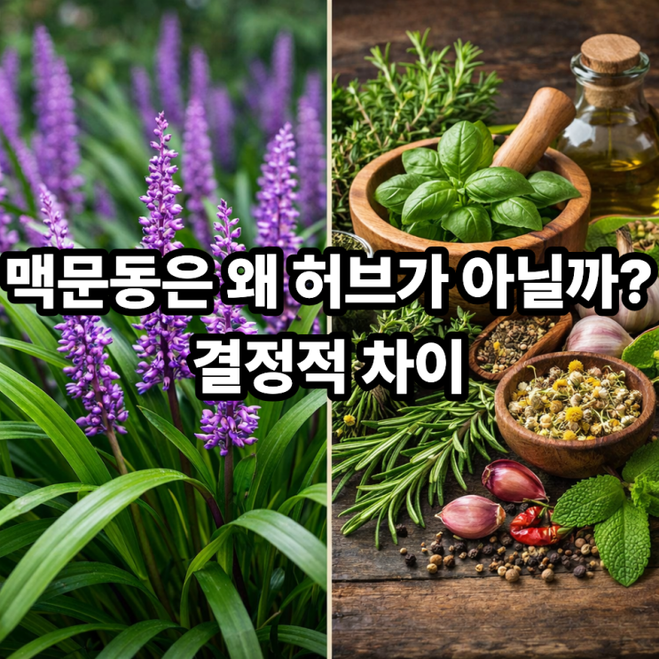  맥문동이 서양 허브와 다른 점｜한방 약재의 근본적인 차이