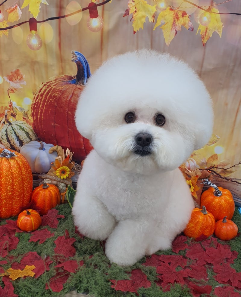 메리몰펫샵