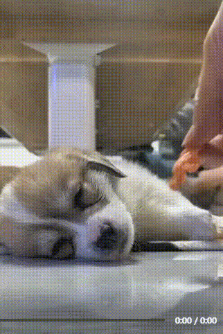  잠자는 개 코앞에 고기를 놓아보았다.gif