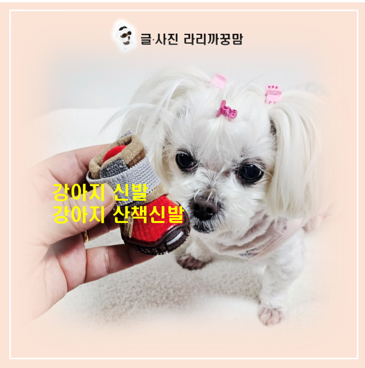 꿍이의 발 시림 방지! 강아지 신발 교환 끝에 찾은 완벽한 강아지 털부츠
