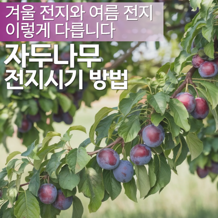  자두나무 전지시기 방법 겨울 여름