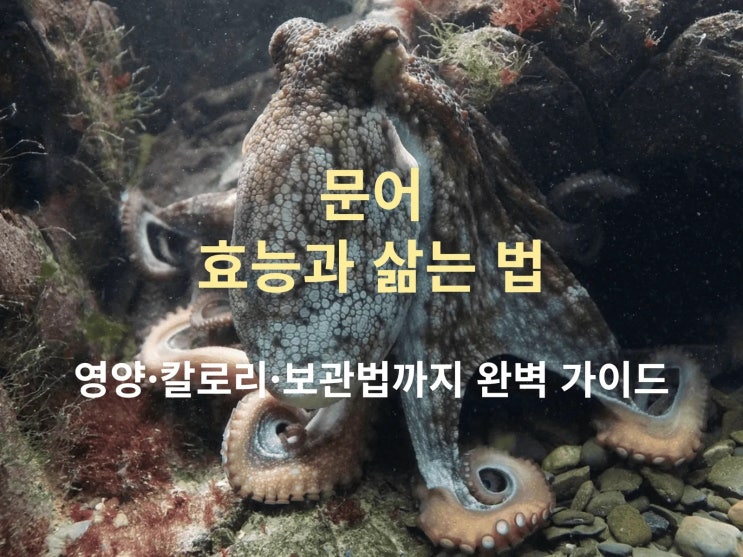  문어 효능, 집에서 쉽게 삶는 법: 영양·칼로리·보관법까지