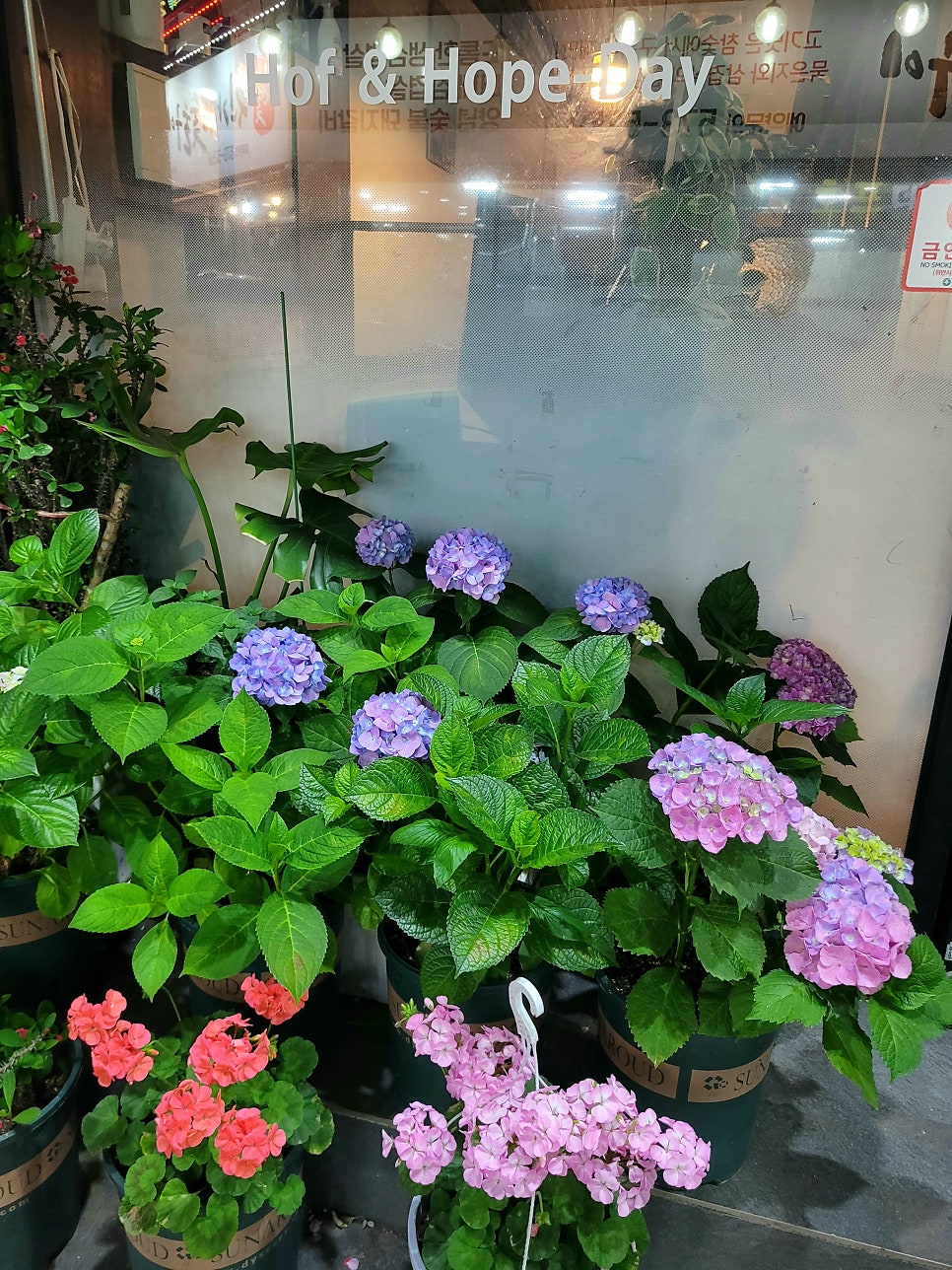 호프데이 사진 2