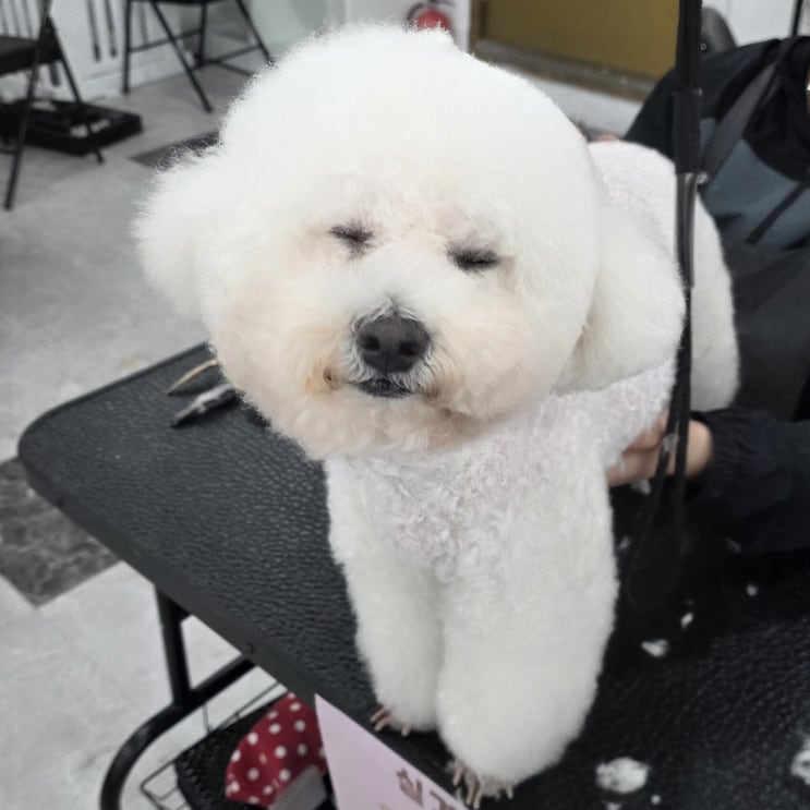  부산애견미용자격증비용, 직접 알아본 후기