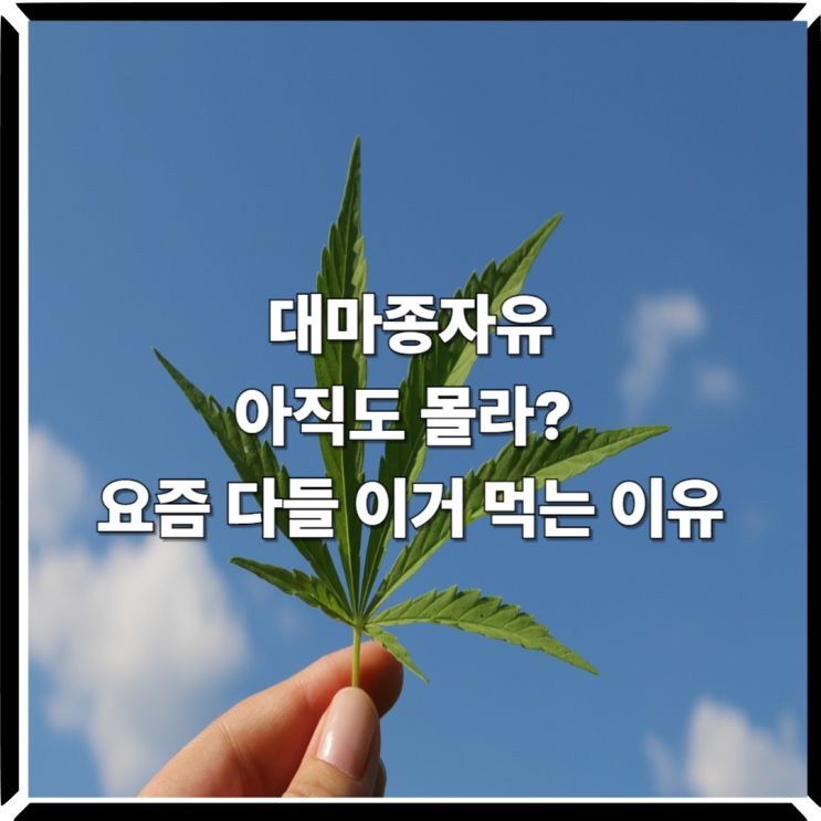  대마종자유, 아직도 몰라? 요즘 다들 이거 먹는 이유