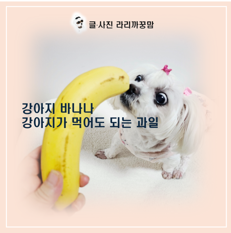  강아지가 먹어도 되는 과일 바나나 안전 급여법과 영양 상식