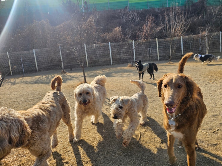  2026년 첫눈 내린 날, 성남애견유치원 라드독의 즐거운 하루와 촉감 둔감화 볼풀 놀이 커리큘럼