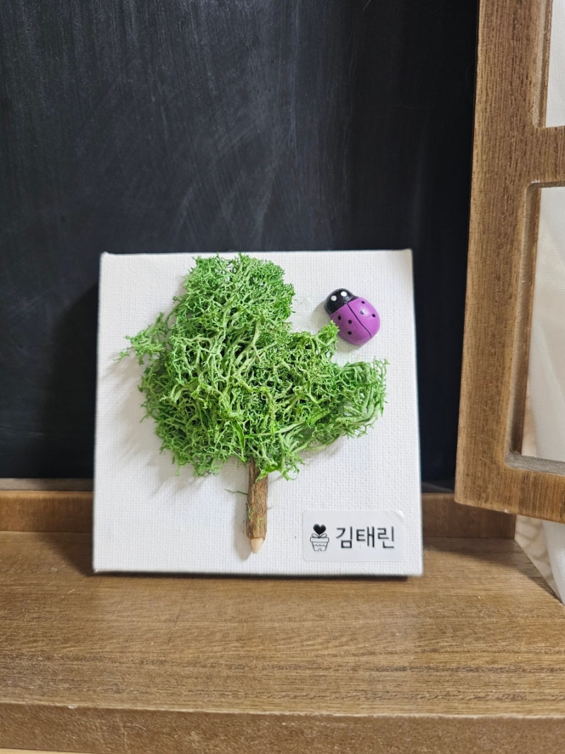 스칸디아모스 키우기 DIY 공기정화식물 이끼테라리움