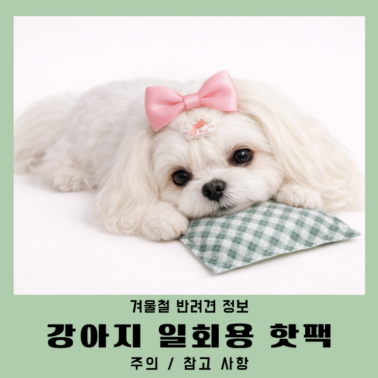  강아지 핫팩 먹었을때 화상 주의할점