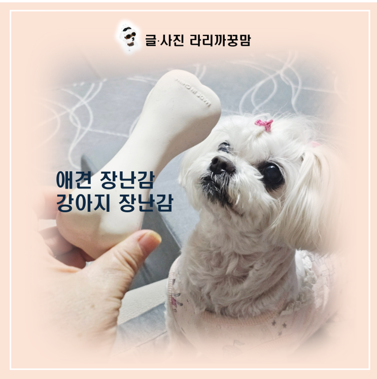  단돈 천 원의 행복! 꿍이가 환장하는 다이소 애견 장난감 추천