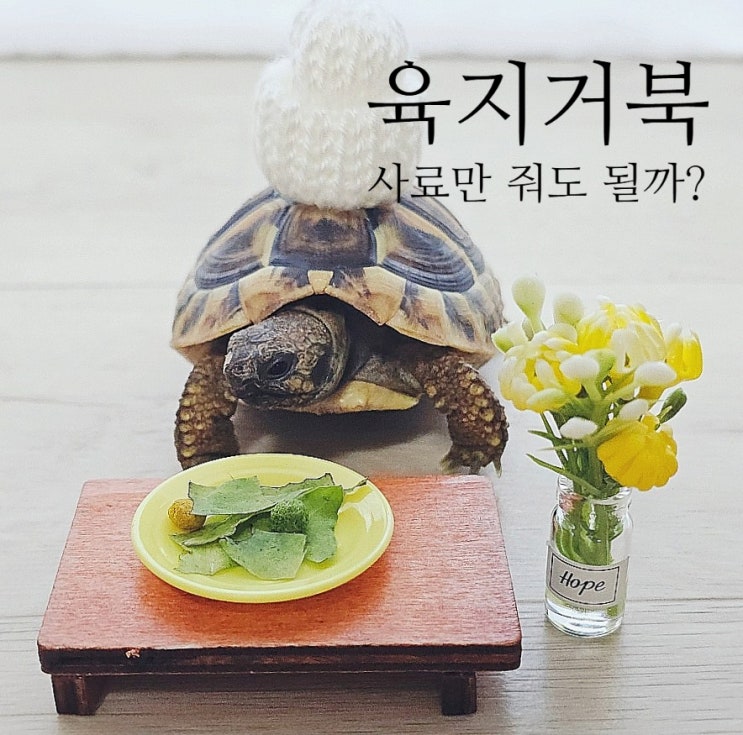 육지거북 키우기 동헤르만 거북이 사료 급여 주기