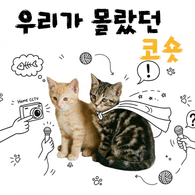  고양이 종류 중 코숏이 유독 다양해 보이는 진짜 이유