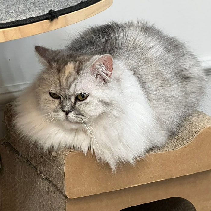 페르시안 고양이 종류 친칠라 특징 키울 때 알아둘 점