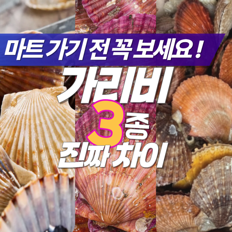  홍가리비 참가리비 비단가리비 차이