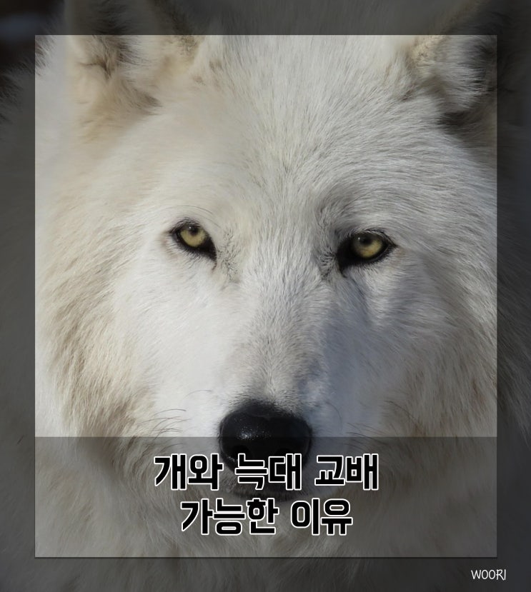  늑대개(울프독) 개와 늑대 교배 가능한 이유