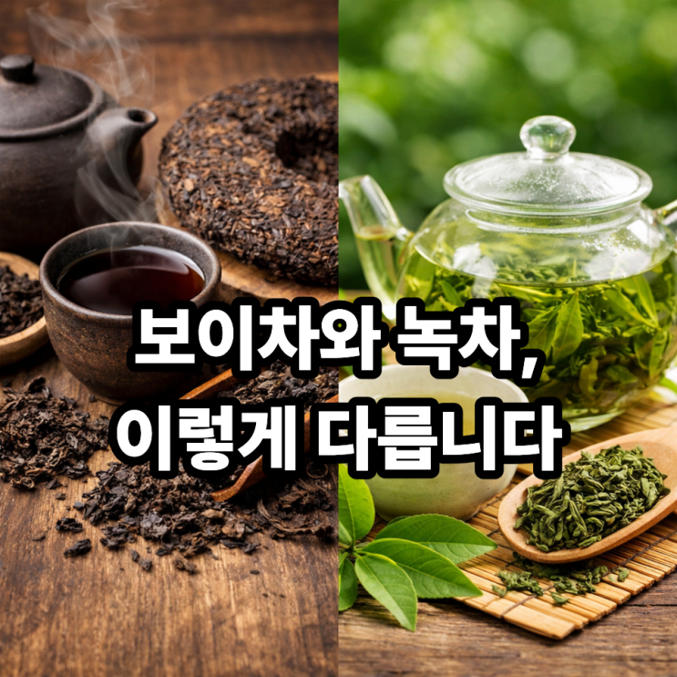   보이차와 녹차 차이 비교｜같은 차잎, 전혀 다른 성질