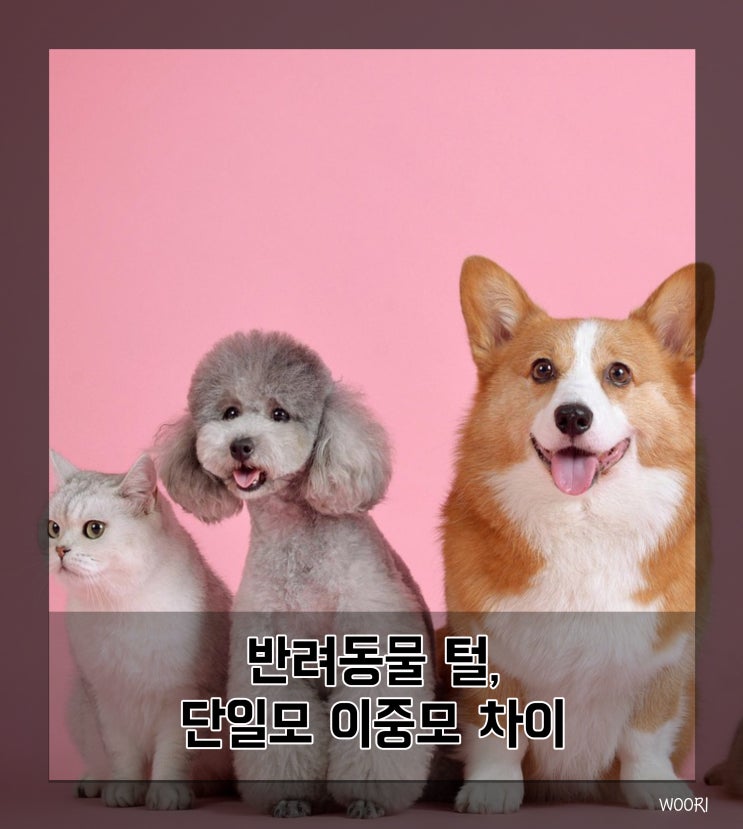  반려동물 강아지 고양이 털, 단일모 이중모 차이