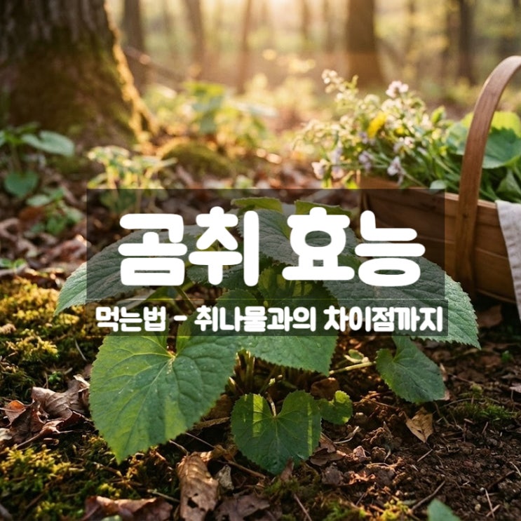 곰취 효능 부작용 먹는법 – 취나물과 다른 이유