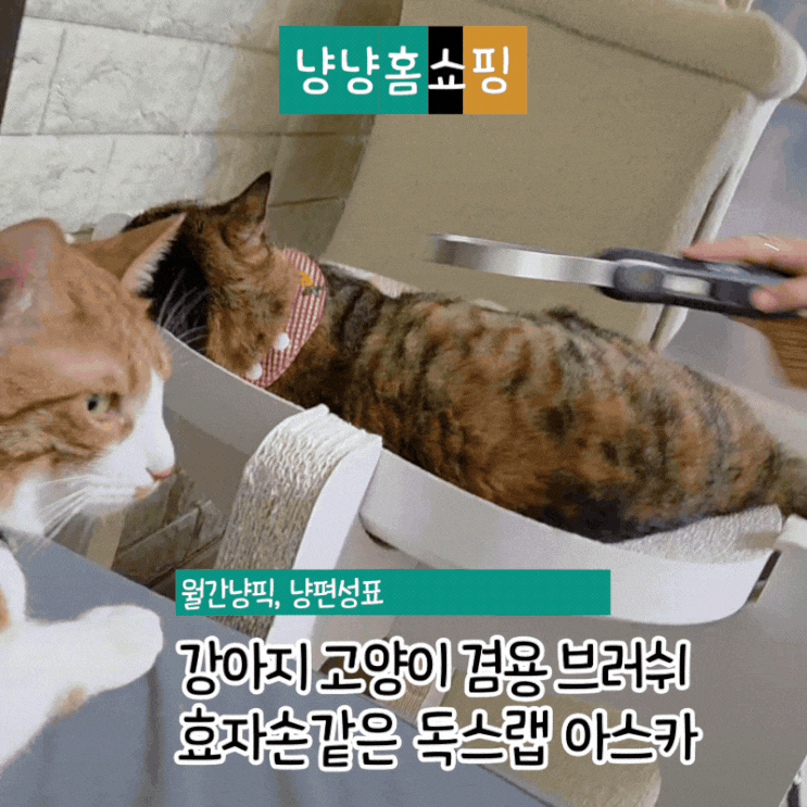  강아지 브러쉬 빗 추천 고양이털, 비듬까지 관리한 독스랩 아스카 후기