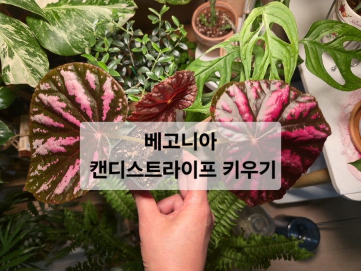  렉스베고니아 '캔디 스트라이프' 건강하게 키우는 법